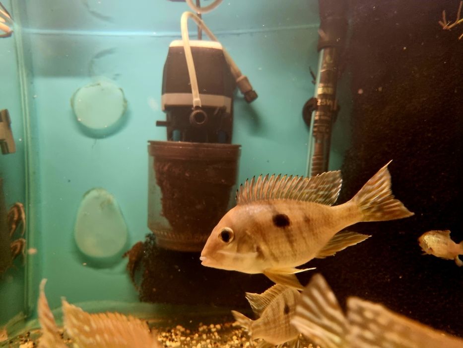 Ziemiojad Orange head tapajos