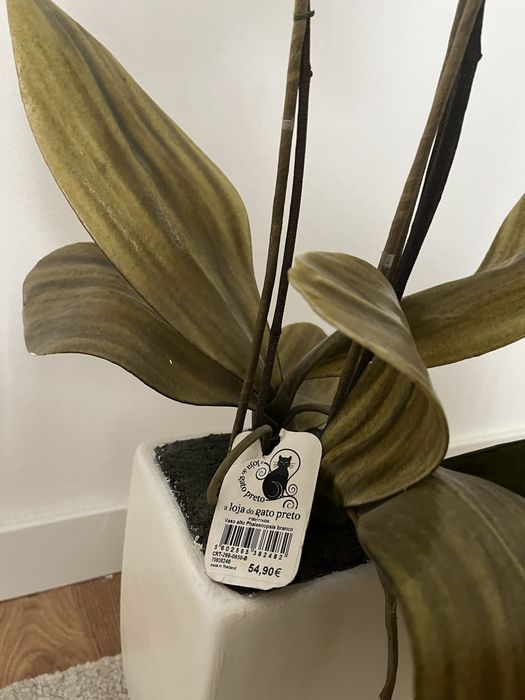 Orquídea loja do gato preto