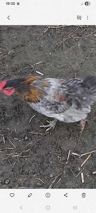Продам півників Бентамок.