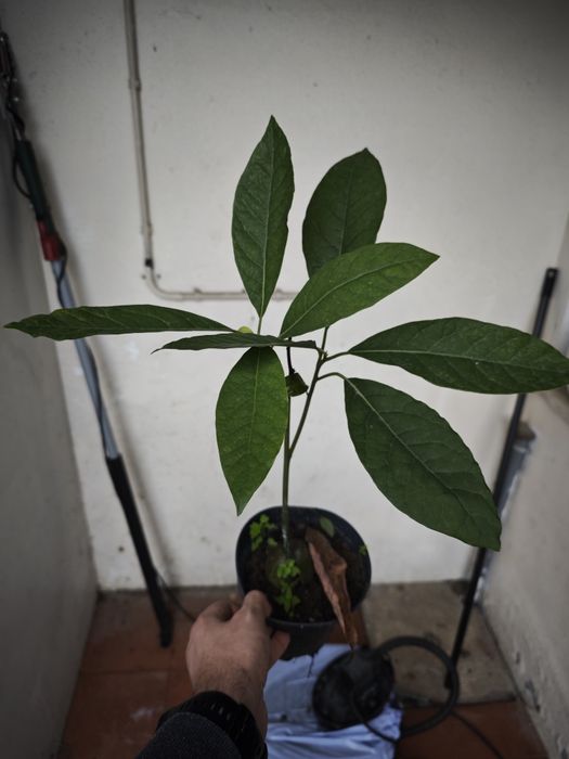 Abacateiros e pêra melão
