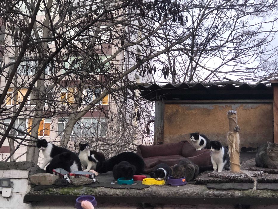 Кот черный белый