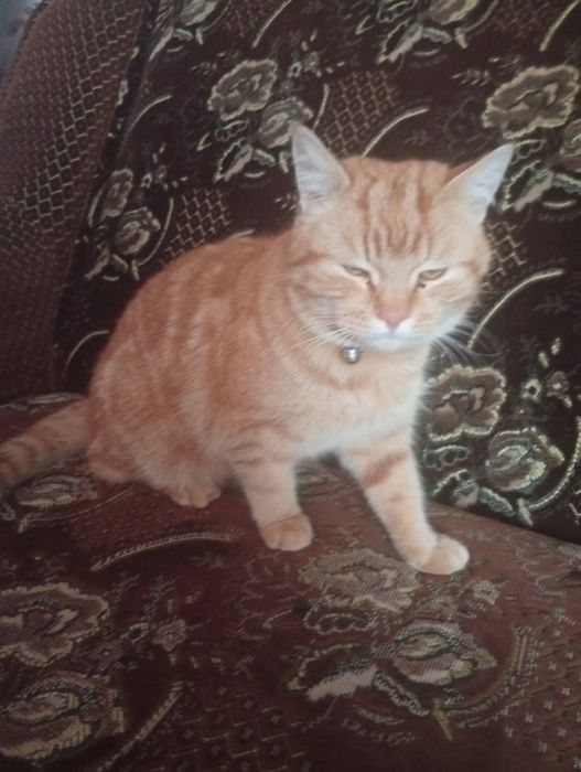 Рудий котик красунчик