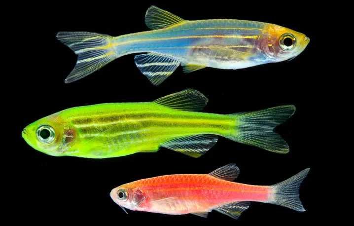 Rybka akwariowa Danio - Różne odmiany