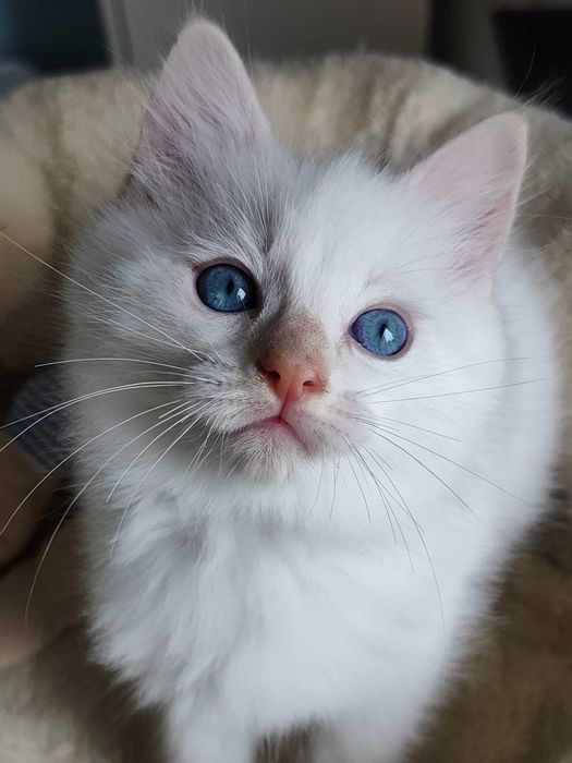 Kocurek - kot rasy  Ragdoll po przebadanych rodzicach