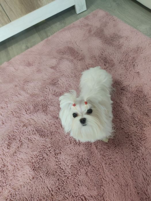 Мінічка. Дівчинка КСУ/FCI