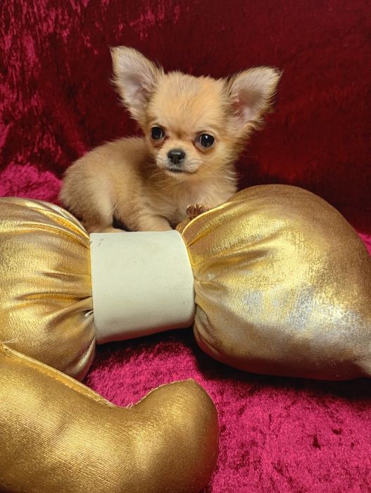 Super mini sunia xxs chihuahua