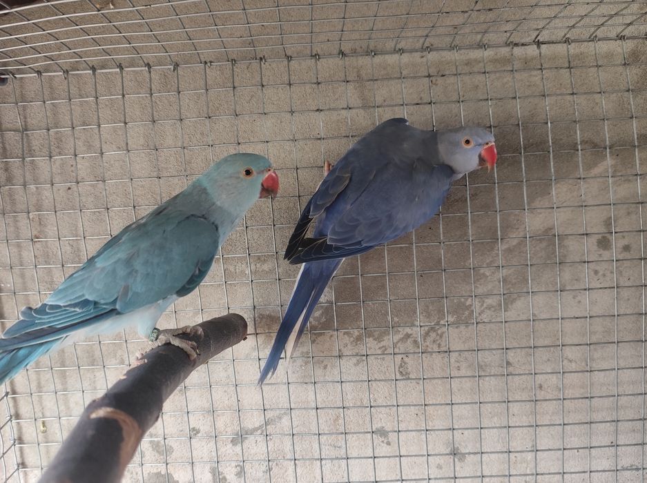 Ring necks azuis de 2026