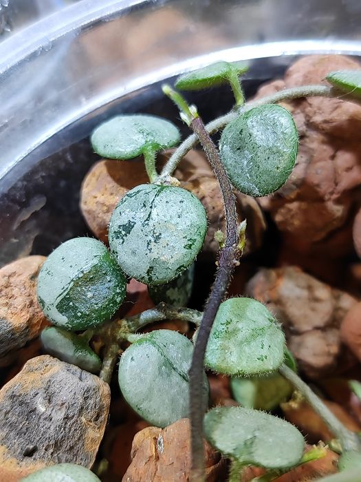 hoya serpens silver, хойя серпенс сілвер