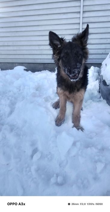 Продаж до  німецьких цуценят