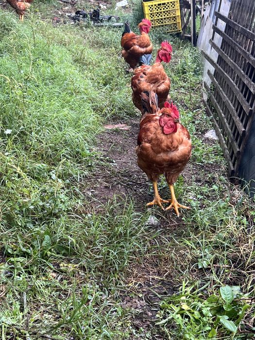 Frangos do Campo
