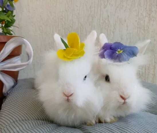 króliki miniaturki niebieskie (kolor kota brytyjskiego) oraz karzełki