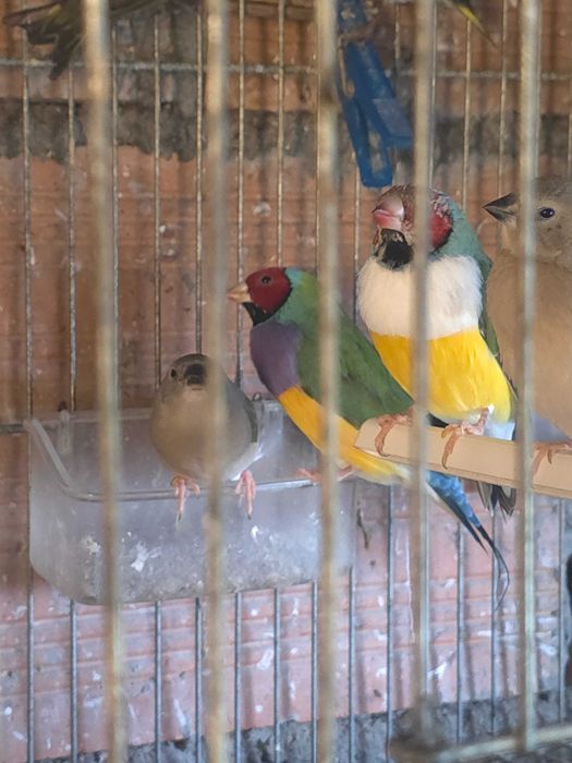 Vendo pássaros Diamante-de-gould