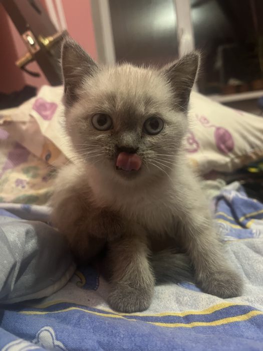 Продаются котята британской вислоухой шиншилы