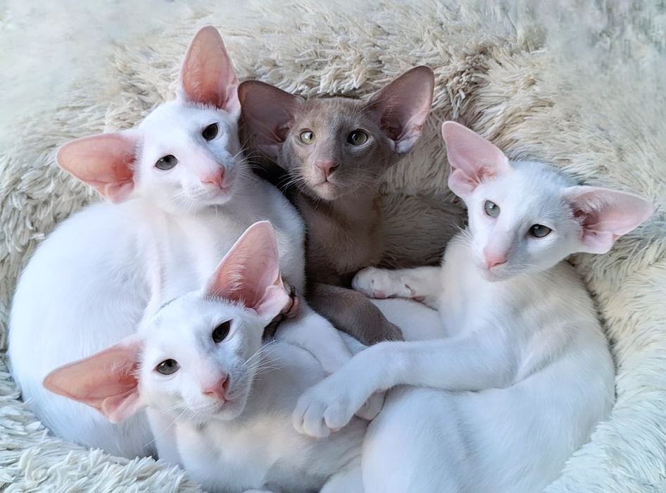 Ориентальные котята