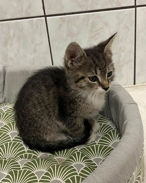 Kotki do adopcji