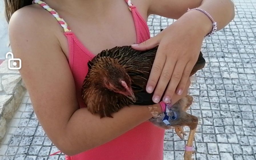 Galo exótico que ri - Ayam Ketawa