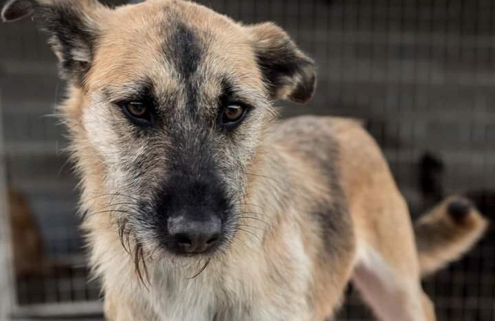 Vivente- cachorro de porte médio para adoção