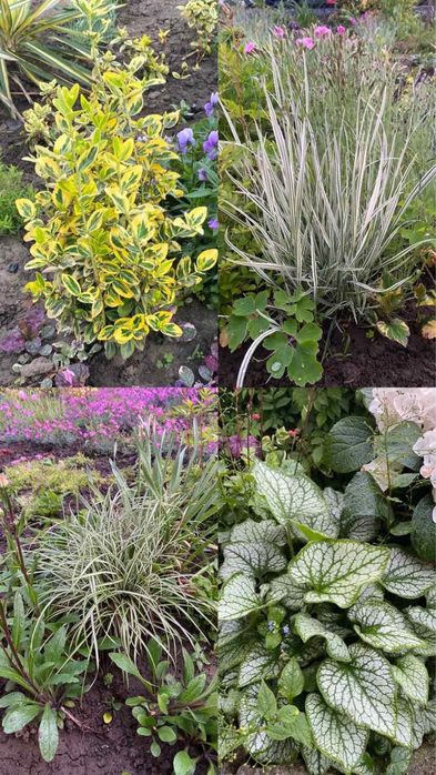 Брунера, бересклет, райс, осока