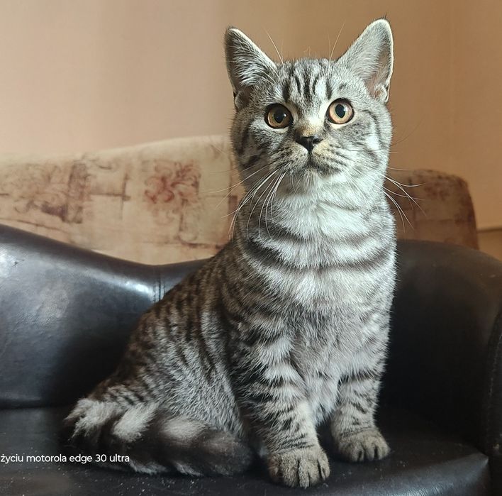 kot  szkocki , srebrny pręgowany