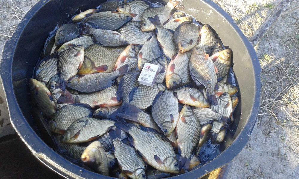 Lin zielony10cm do25cm od 8złszt inne karp amur sandacz tołpyga