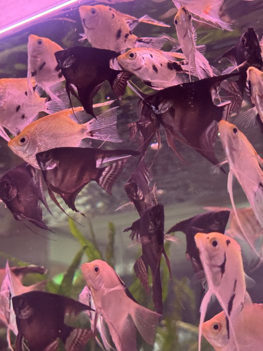 Skalar czarny - Aqua-Tech