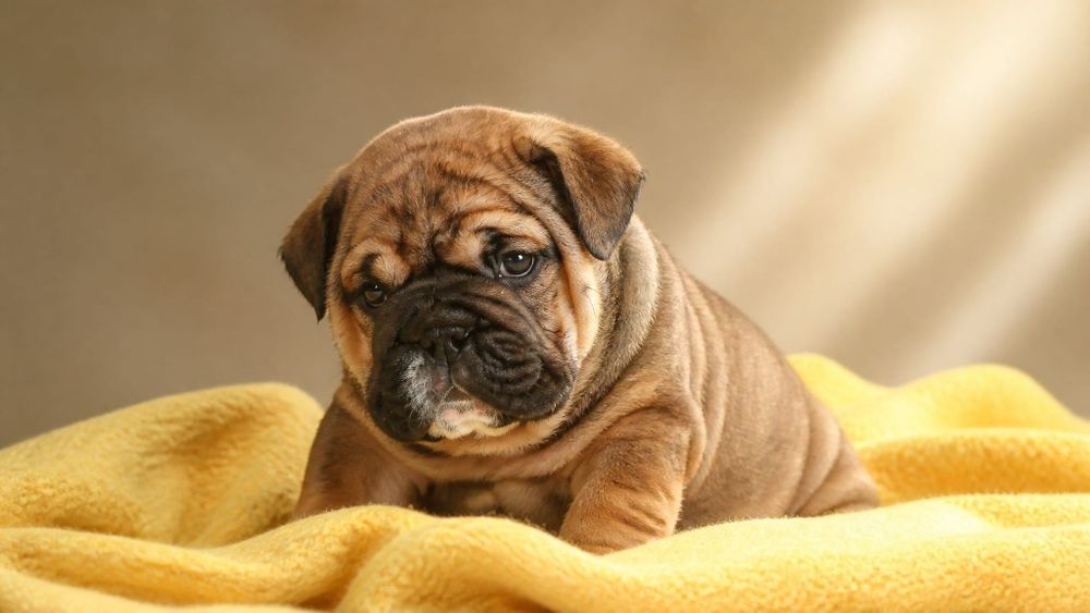Buldog angielski piesek sprzedam