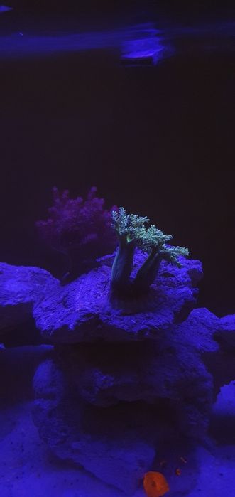 Frag de coral Kenya Tree