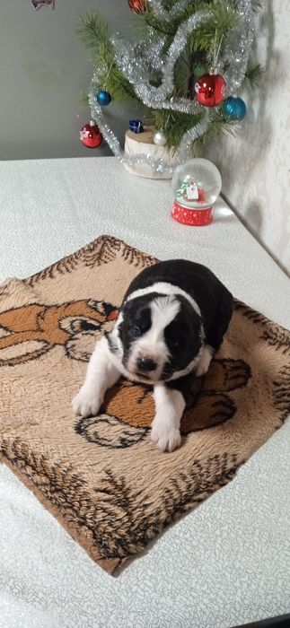 Цуценята алабай САО