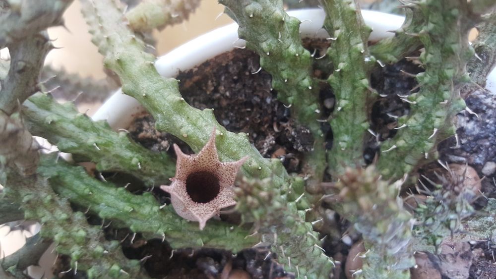 Стапеліантус Stepelianthus сукулент