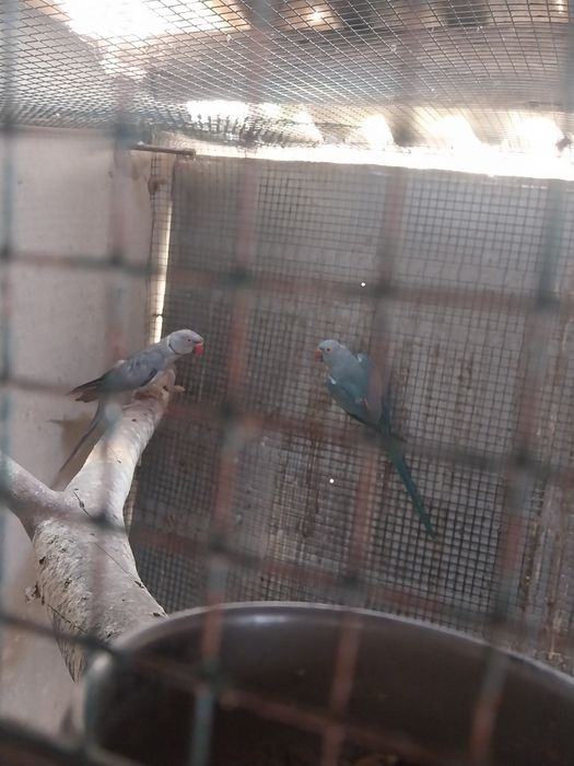 Ringnecks adultos para venda