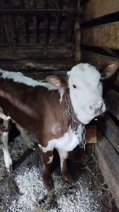 Продам  бичка 2.5 місяці