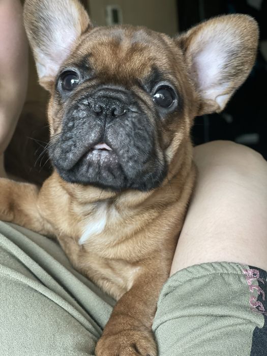 Продаж цуценяти французького бульдога! Дівчинка!