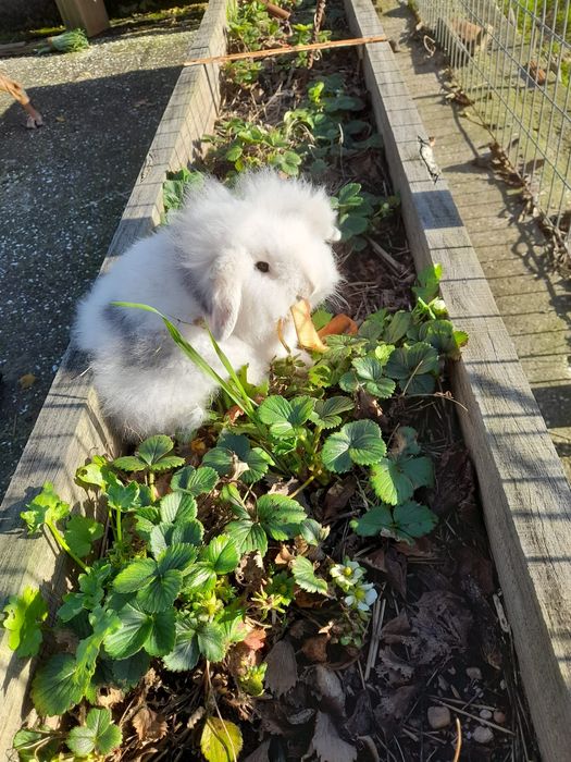 Coelhos anões Mini Lop