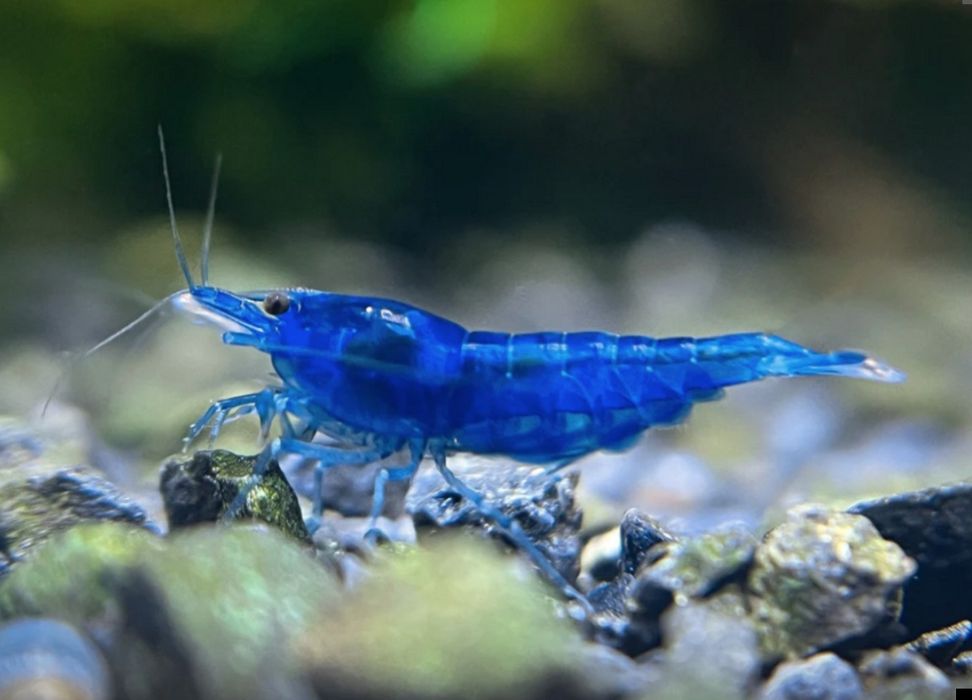 Blue Dream Neocaridina