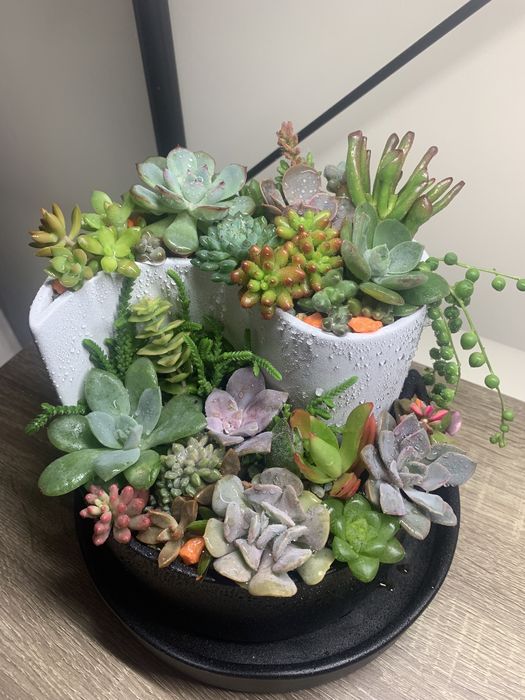 Сукуленти композиція в горшку інь-янь