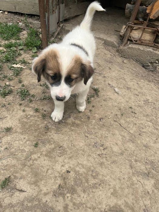 продам 2 собаки дівчинки