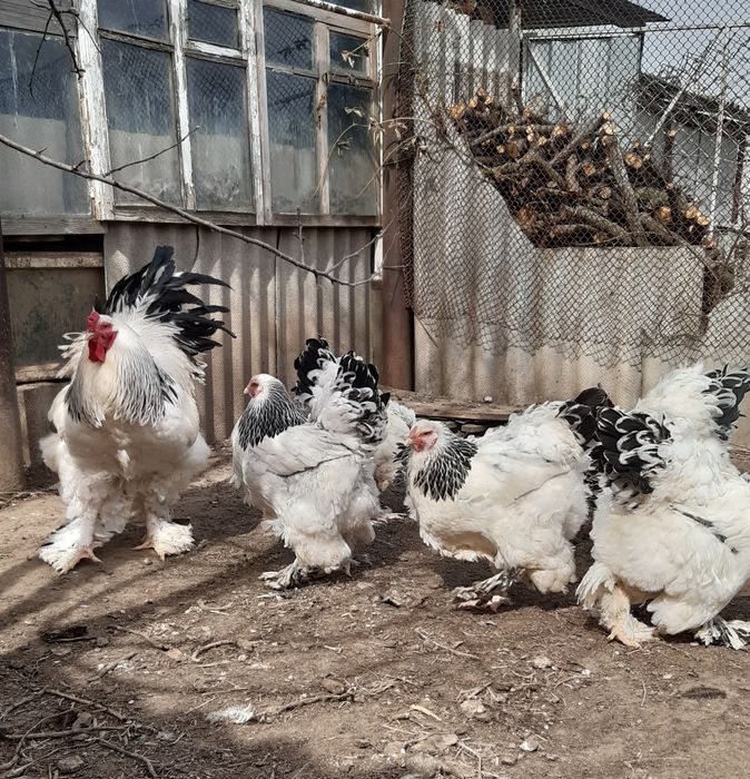 Інкубаційне яйце  брами