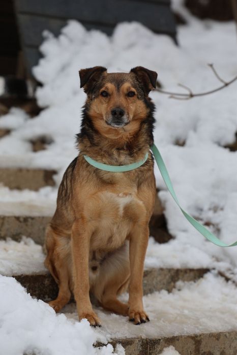 Przytulaśny samiec do adopcji