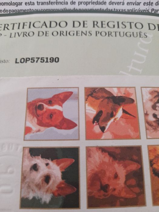 Pincher cavalinho fêmea