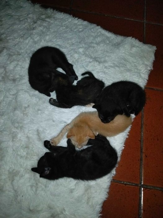Gatos bebes um mês e meio