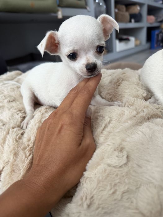 Chihuahua menina linda