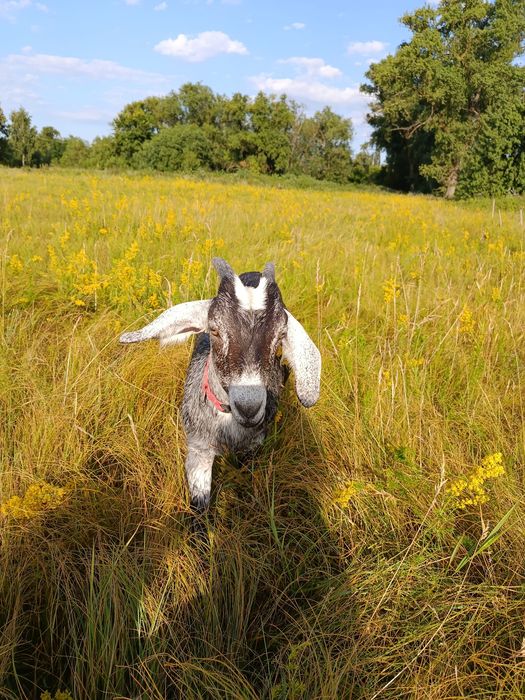 Маю на продаж кізочку, вік 5 місяці.