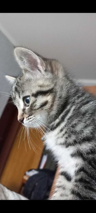 Віддам в добрі руки