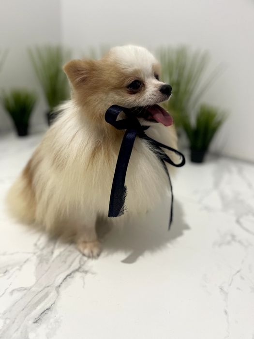 Померанські шпіци — Шукаєте щастя в пухнастому вигляді? Це він!