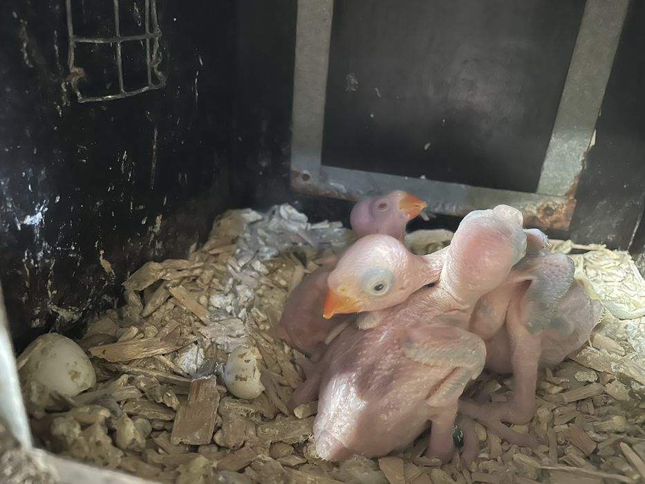 Ring Necks criar à mão