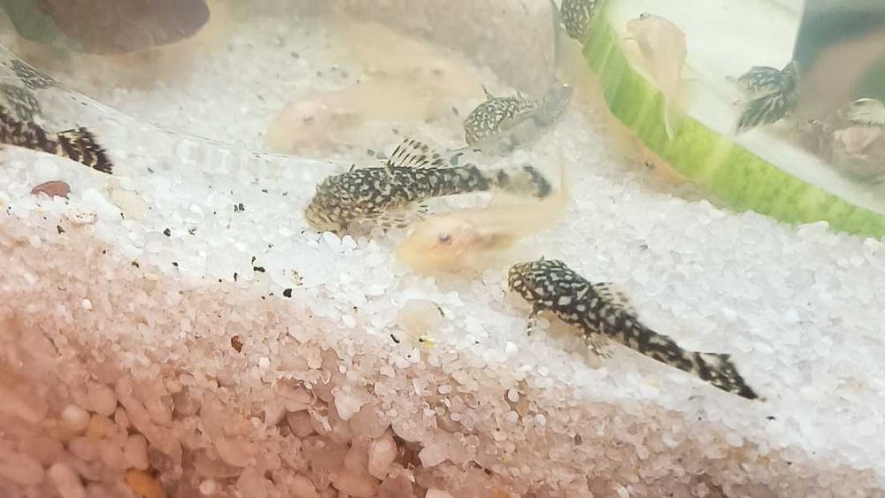 Młode glonojady pospolite