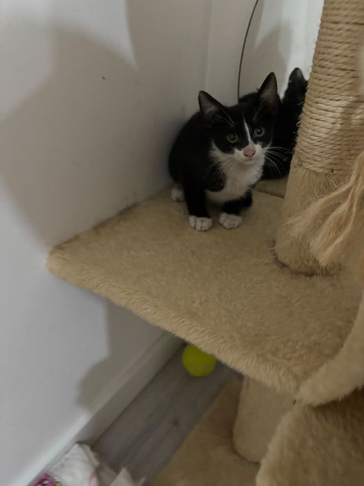 Gatinhos bebés com esterilização gratuita para adoção