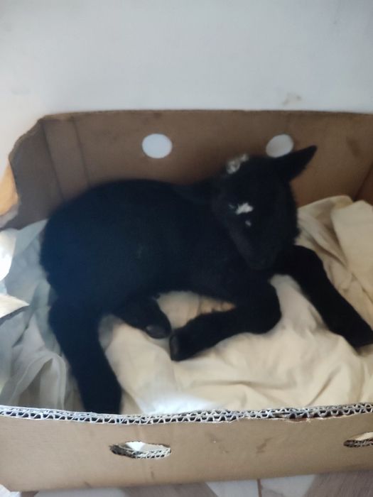 Віддам ягня дівчинку