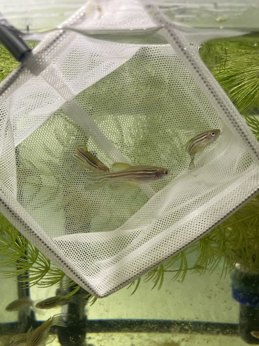 Danio Pręgowane.