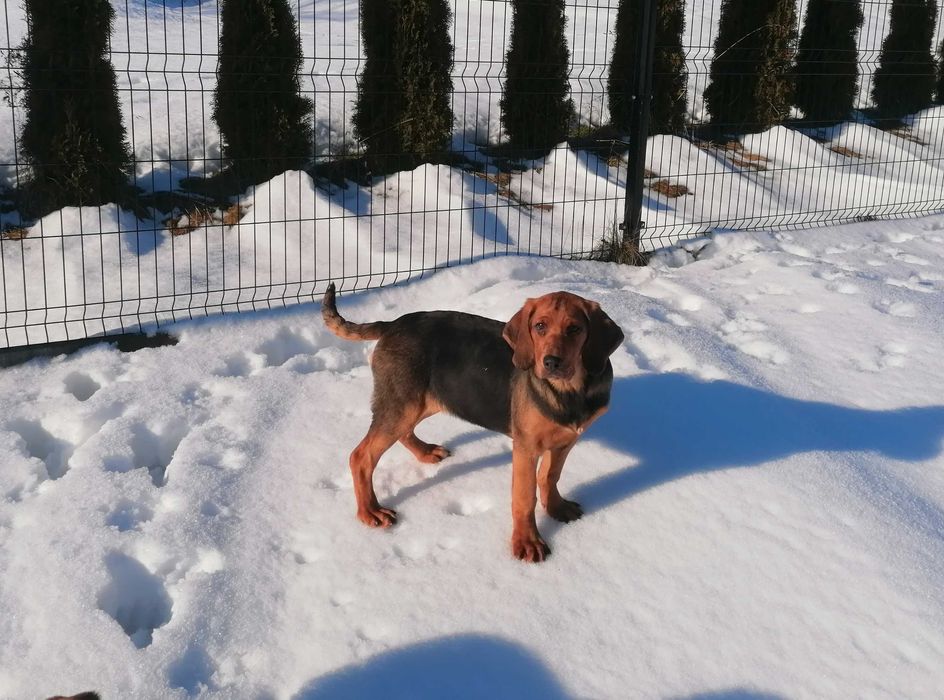 Szczeniak Ogar Polski FCI